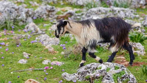 Black and white goat roaming over rocky terrain with green vegetation and flowers, sheep (e) or