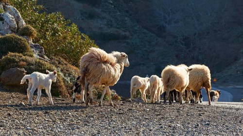 A group of sheep with lambs walking on a rural road in hilly terrain, sheep (e) or goat (s), ovis,