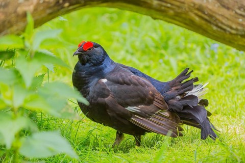 A male Black Grouse (Tetrao tetrix) during courtship display