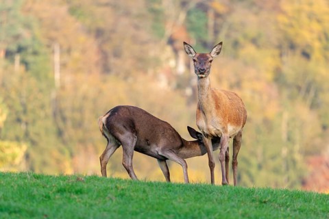 An adult red deer hind (Cervus elaphus) nurses her calf in a meadow in the beautiful morning light.