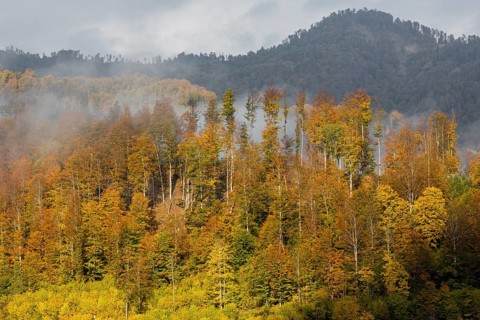 At lake Almsee. A forest in full fall foliage and some fog above it