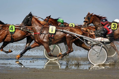 Horses with sulky, trotters, horse-drawn carriage, trotting race in the mudflats, Duhner Wattrennen