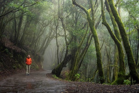 A hiker on a hiking trail in the cloud forest. Laurel trees with moss and lichen. Foggy weather.