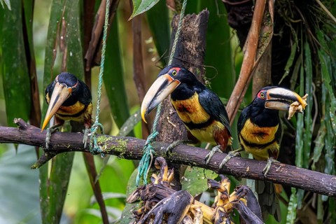 Pale-mandibled aracari (Pteroglossus erythropygius), Mindo Forest Reserve, Mindo, Ecuador, South