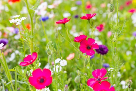 Colourful and species-rich flowering meadow in bloom, Saxony, Germany, Europe