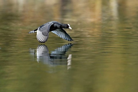 Eurasian Coot (Fulica atra), adult bird flying over the water, Flachsee, Canton Aargau,