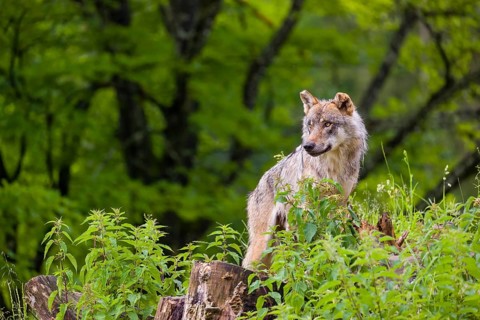 A eurasian gray wolf (Canis lupus lupus) stands on a grassy hill with a green forest in the
