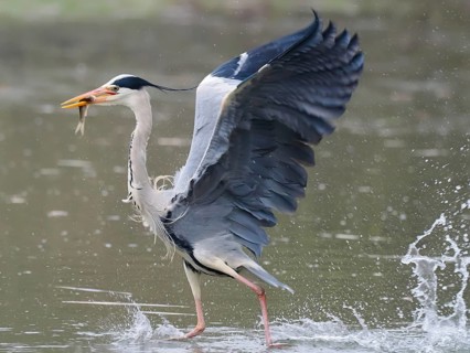 A grey heron (Ardea cinerea) with wide-spread wings and a fish in its beak, walking through the