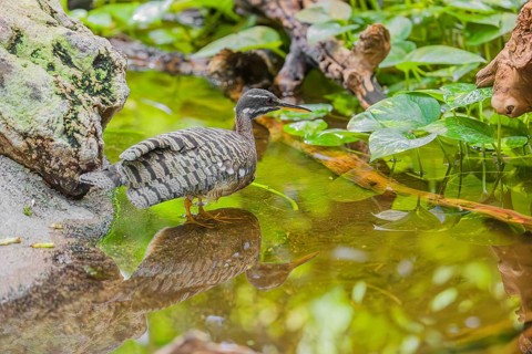A sunbittern (Eurypyga helias) walks through a shallow creek in a forest searching for food