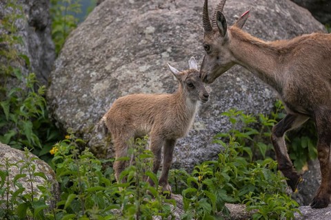One adult female ibex (Capra ibex) grooming her baby. Some rocks and green vegetation around