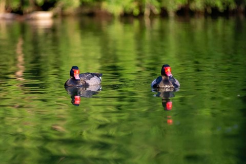 Two male rose-billed ducks (Netta peposaca) living freely in a park in Buenos Aires, Argentina,