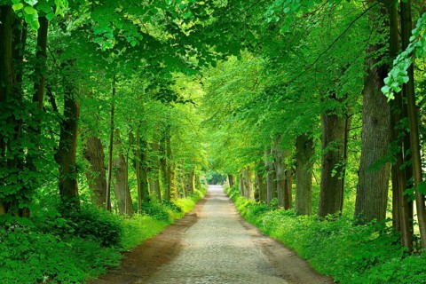 Country road with cobblestones through old lime tree avenue at the Schaalsee, Schaalsee Biosphere
