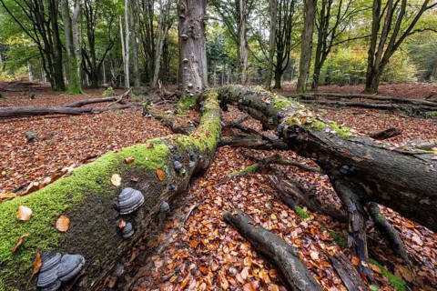 Tinder fungus (Fomes fomentarius) on beech deadwood, Emsland, Lower Saxony, Germany, Europe