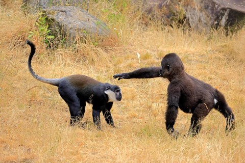 L'Hoest's monkey (Allochrocebus lhoesti, Syn.: Cercopithecus lhoesti), adult, on ground, playing,