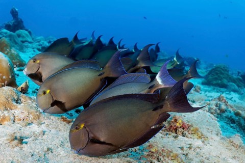 Shoal of Bloch's surgeonfish (Acanthurus blochii) grazing sandy bottom for food, Great Barrier