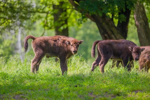 Two European bison calves (Bison bonasus) stand in a forest