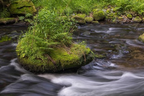 Flowing, silky water with ferns and rocks in the Edmunds Gorge, river Kamnitz, Hrensko, Ustecky
