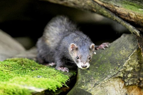 European polecat (Mustela putorius) or forest polecat, standing on woodpile, captive, Switzerland,