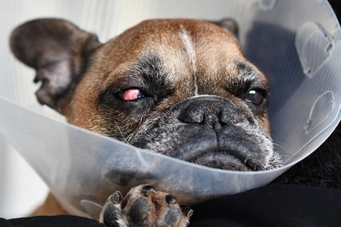 French Bulldog dog with surgical implanted conjunctival flap covering eye used as treatment of deep