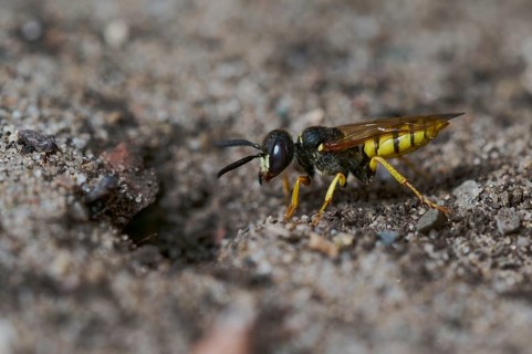 Beewolf digging (Philanthus triangulum) Lower Saxony, Germany, Europe