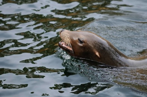 A sea lion swims in the water, its head raised out of the water. The surface reflects light and
