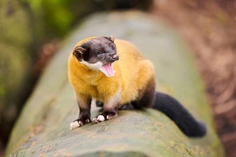 Yellow-throated marten (Martes flavigula) on an old tree trunk, Germany, Europe