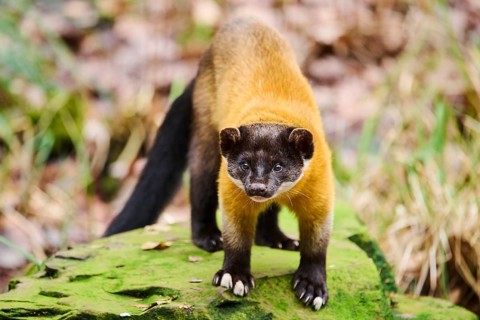 Yellow-throated marten (Martes flavigula)on a rock, Germany, Europe