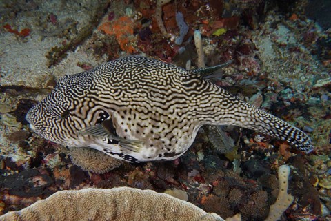 A map pufferfish (Arothron mappa) with a striking zigzag pattern moves over coral reefs, dive site