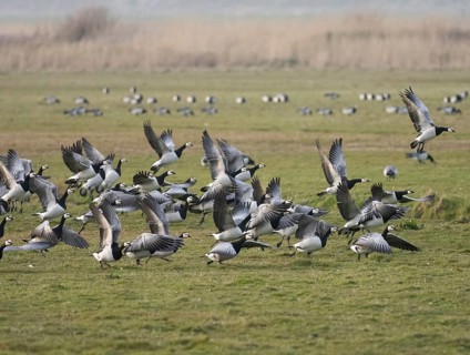 Barnacle Geese (Branta leucopsis), flock of adult birds on a field, taking off in flight, island of