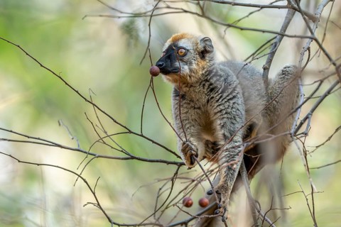 Red-fronted lemur (Eulemur rufifrons), sitting in a tree, Bemanonga, Menabe, Madagascar, Africa