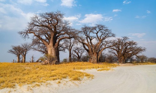 Babobabs on the edge of a salt pan, Baine's Baobabs, Nxai Pan National Park, Botswana, Africa