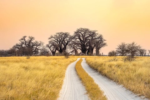 Road, track between yellow dry grass leading to baobabs, Baine's Baobabs, at sunset, Nxai Pan