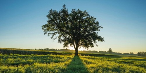 Old English oak (Quercus robur), Swabian Alb, Baden-Württemberg, Germany, Europe
