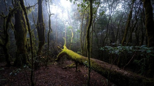 Cloud forest, laurel forest, Garajonay National Park, UNESCO World Heritage Site, La Gomera, Canary