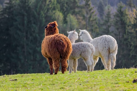 A brown female Alpaca (Vicugna pacos) and two white young stand on a green meadow . A forest is in