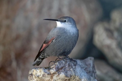 Wallcreeper (Tichodroma muraria), standing on rocks, captive, Alpenzoo Innsbruck, Tyrol, Austria,