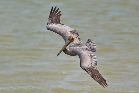 Brown Pelican, (Pelecanus occidentalis), Brown Pelican, approaching to fish in the sea, Flamingo,