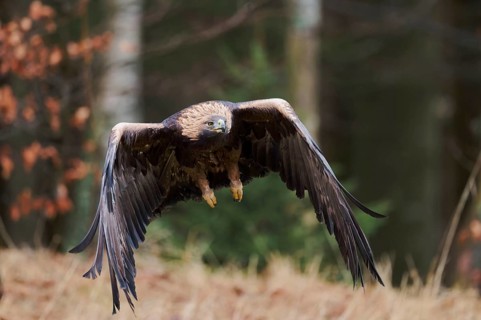 Golden eagle in flight (Aquila chrysaetos) Bavaria, Germany, Europe