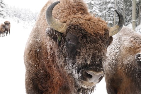 Bison in a snowy forest, fur and horns covered with snow, bison (Bos bonasus), Bavarian Forest
