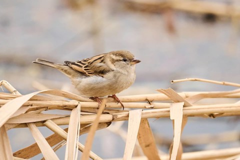 House sparrow (Passer domesticus) sitting on a reed, Bavaria, Germany, Europe