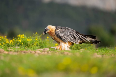 Bearded Vulture (Gypaetus barbatus) adult bird, Pyrenees, Lleida, Spain, Europe
