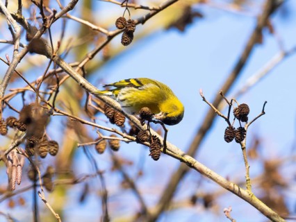 Siskin (Carduelis spinus), adult male perched on an alder branch, picking out seeds from the alder