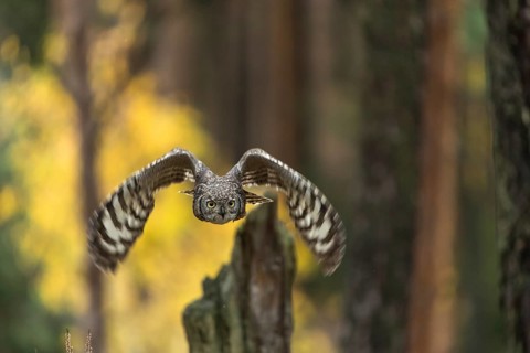 One spotted eagle-owl (Bubo africanus) flying thru a forest. Trees and leaves in the background