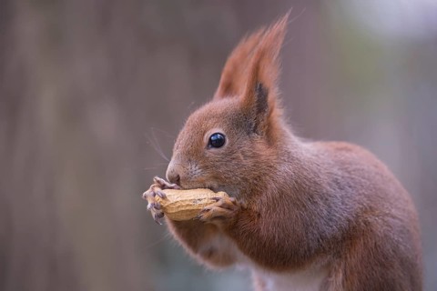 One Red squirrel or Eurasian red squirrel (Sciurus vulgaris) feeding on peanut. Trees in the