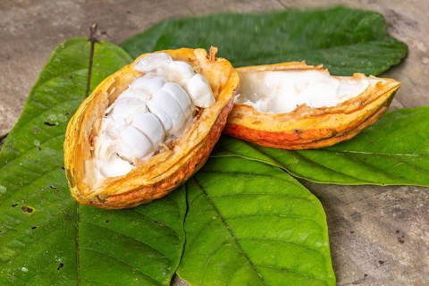Opened cocoa pod Cocoa (Theobroma cacao), Costa Rica, Central America