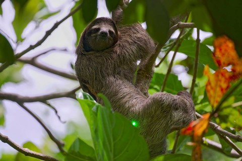 Three-fingered sloth male (Bradypus tridactylus) Costa Rica