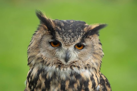 Indian eagle owl (Bubo bengalensis) adult bird head portrait, England, United Kingdom - Captive