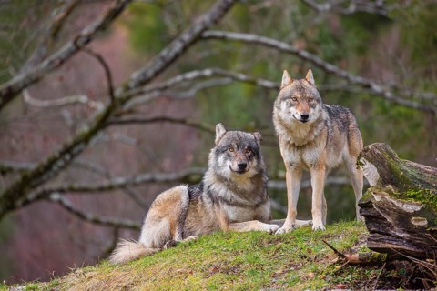 Two eurasian gray wolves (Canis lupus lupus), the alpha couple, stand on top of a small hill