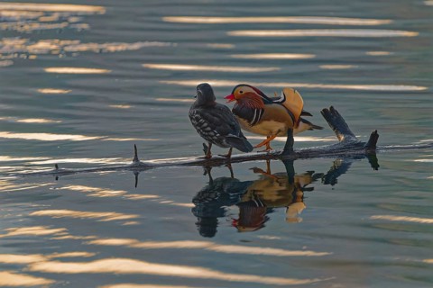 Mandarin ducks (Aix galericulata), male and female, standing on tree trunk, reflection, Hechtsee,