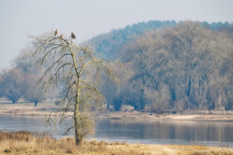 Three eagles sitting on a lonely tree on the riverbank under a cloudy sky, Elbe, Mödlich,